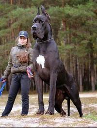 This dog