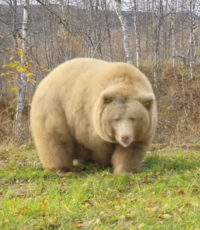 This bear