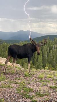 This moose