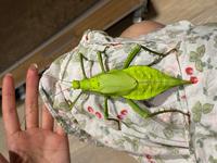 This insect