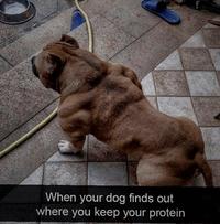 When your dog finds out where you keep your protein