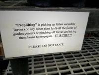 "Proplifting" is picking up fallen succulent leaves (or any other plant leaf) off the floors of garden centers or pinching off leaves and taking them home to propagate-IT IS THEFT! PLEASE DO NOT DO IT.