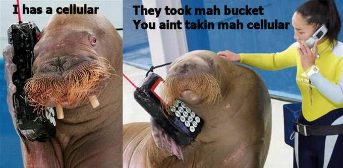 has a cellular They took mah bucket You aint takin mah cellular