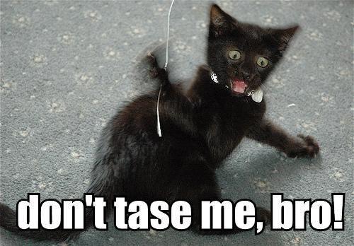 don't tase me, bro