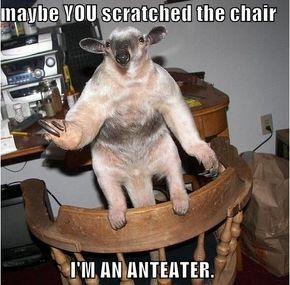 maybe VOU scratched the chair I'MAN ANTEATER