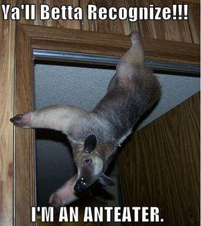 a'll Betta Recognize!!! I'M AN ANTEATER