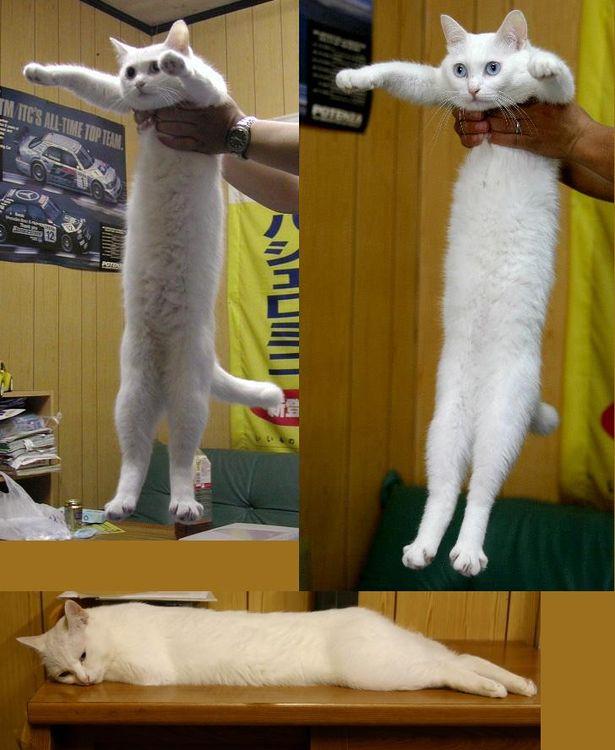 [image 191645] Longcat Know Your Meme