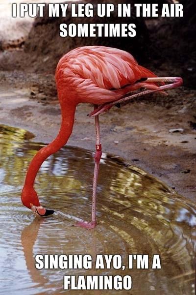 OPUT MYLEG UP IN THE AIR SOMETIMES SINGING AYO, I'M A FLAMINGO