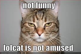 not funny lolcat is not amused