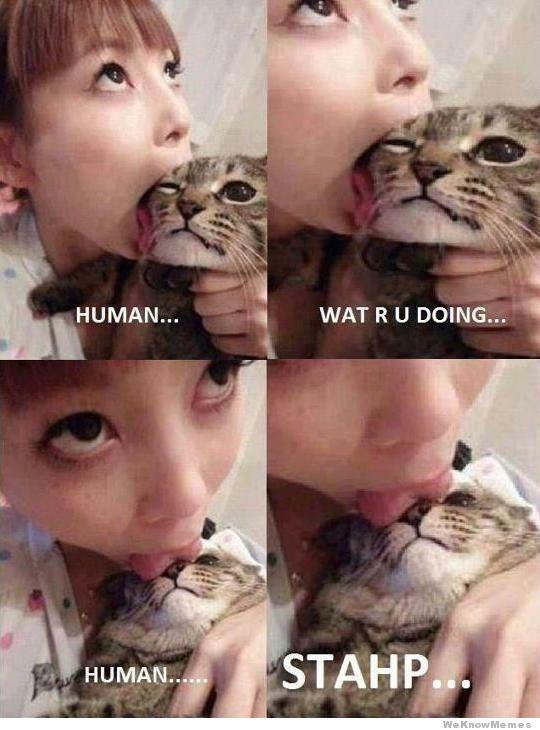 HUMAN. WAT R U DOING STAHP We KnowMemes