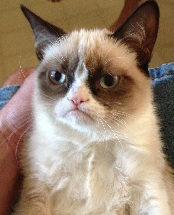 Grumpy Cat, Internet Celebrity With a Piercing Look of Contempt, Is Dead at  7 - The New York Times