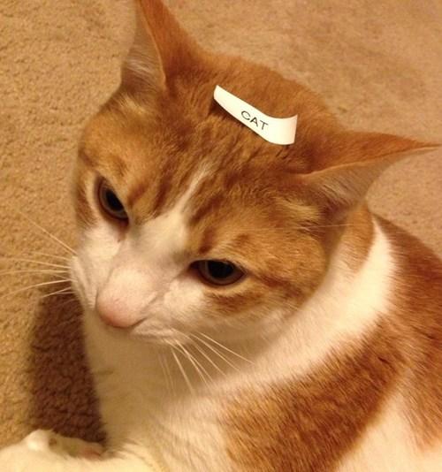 Reddit - <a href="http://www.reddit.com/r/pics/comments/15g9lz/friend_got_a_label_maker_for_christmas/">Friend got a label maker for Christmas.</a>