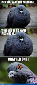 ISEE YOU WASHED YOUR CAR... IT WOULD BE A SHAME IF SOMEONE. CRAPPED ON IT