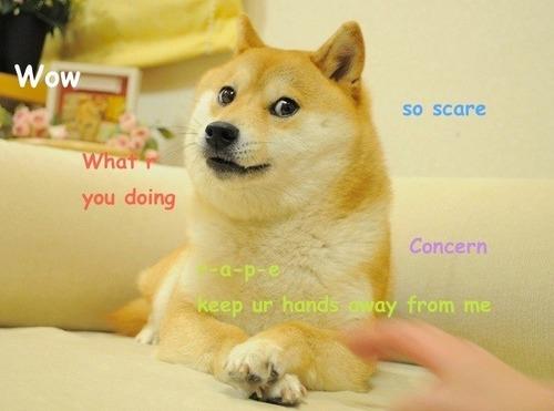 ow so scare you doing Concern keep ur hands ay from me Shiba Inu dog dog like mammal dog breed dog breed group shiba inu