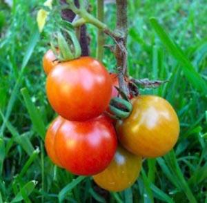 SCP – Containment Breach natural foods tomato fruit vegetable local food potato and tomato genus bush tomato produce vegetarian food plum tomato