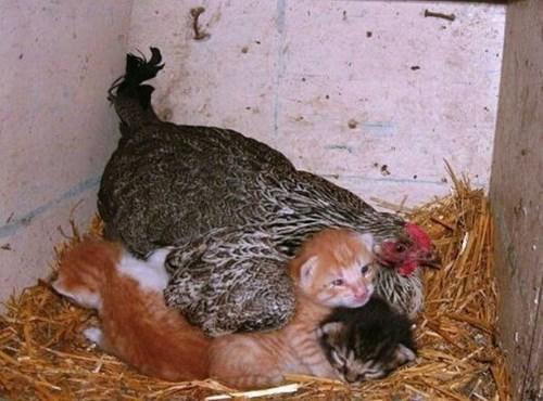 chicken for kittens