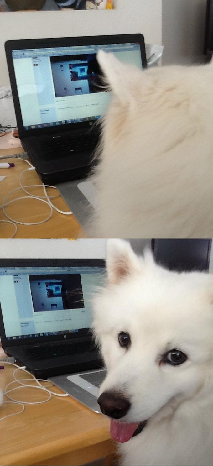 No idea how to. No idea tom. Хаски за компьютером мем. Have no idea. I have no idea what im doing meme.