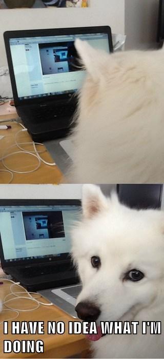 Special thanks going to "MedleyManiac":https://knowyourmeme.com/users/medleymaniac for this picture of her dog
!https://i.kym-cdn.com/photos/images/masonry/000/727/606/dad.jpg!
