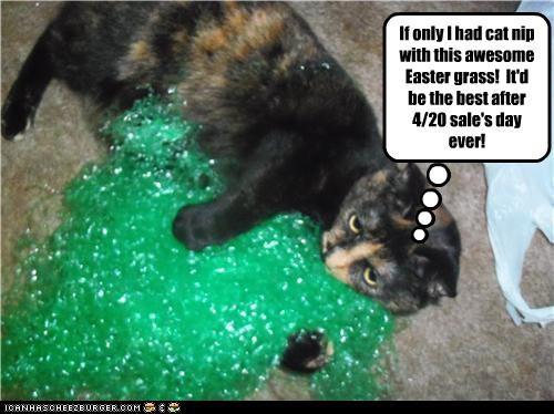 If only I had cat nip with this awesome Easter grass! It'd be the best after 4/20 sale's day ever! IOANHRSCHEEZBURGER.COM 導こ