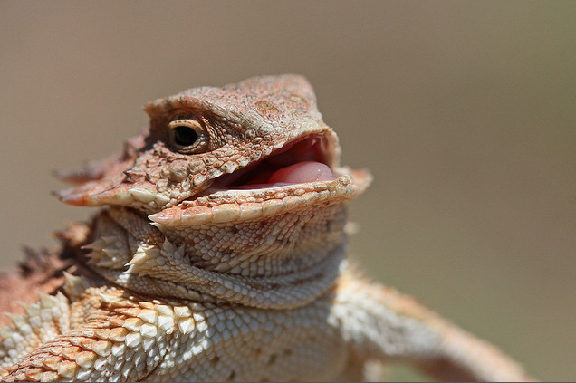 Hehehe Lizard