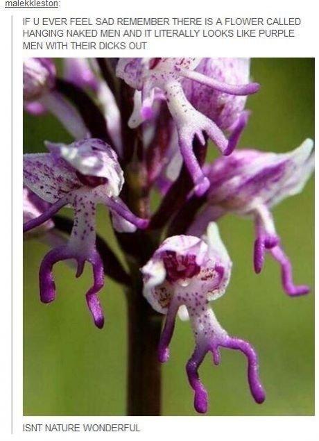 IF U EVER FEEL SAD REMEMBER THERE IS A FLOWER CALLED HANGING NAKED MEN AND IT LITERALLY LOOKS LIKE PURPLE MEN WITH THEIR D---- OUT ISNT NATURE WONDERFUL