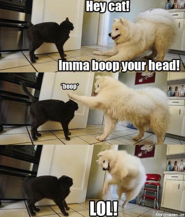 Hey cat! Imma boopyour head! boop LOLp