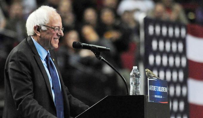 Bernie Sanders Meets Birdie Sanders Berdie Sanders -
the little bird that flew onto Bernie Sander's podium on March 25 2016 in the 2016 Presidential Eletions