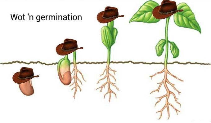 Wot 'n germination