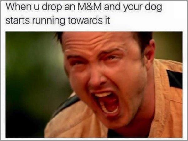 When u drop an M&M and your dog starts running towards it