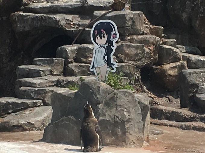 famous photograph of Grape-Kun penguin staring at a cardboard cutout of Hululu in his zoo pen