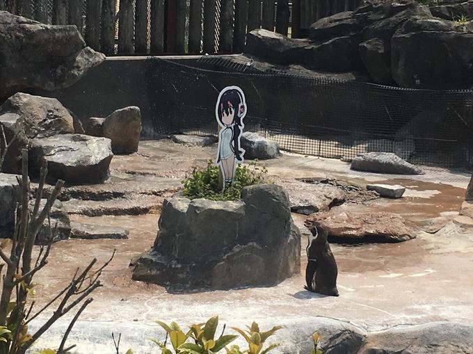 Photo of Grape-Kun staring at Hululu in his zoo enclosure