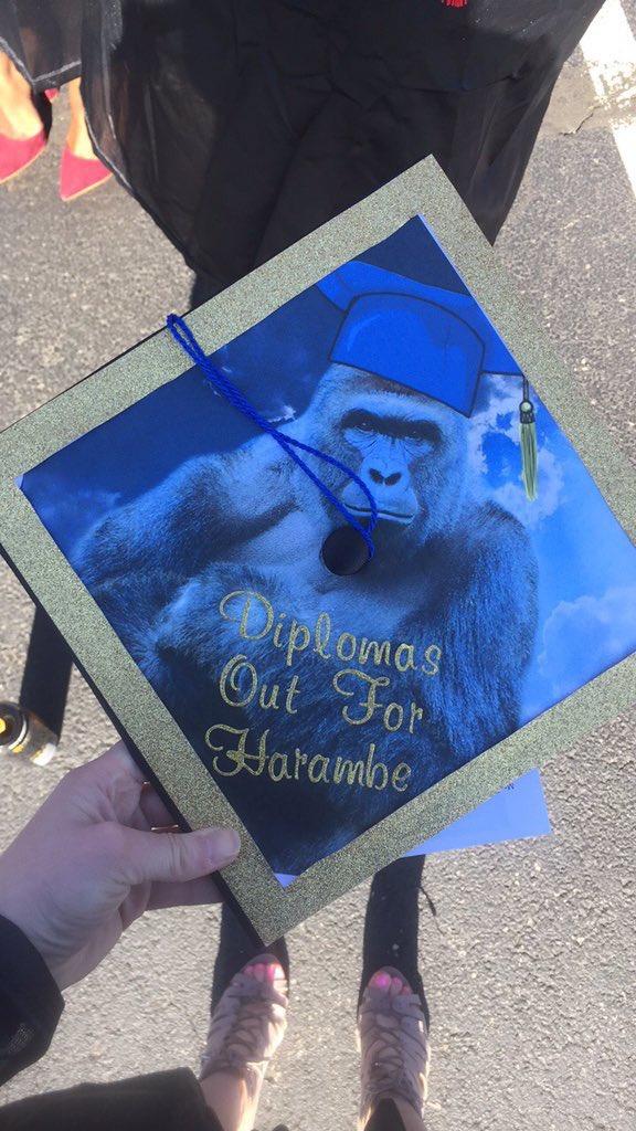 A week from today marks the one-year anniversary of sweet Harambe's crucifixion. Blessed be his name.