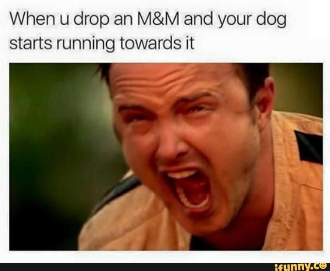 When u drop an M&M and your dog starts running towards it ifunny.Ce