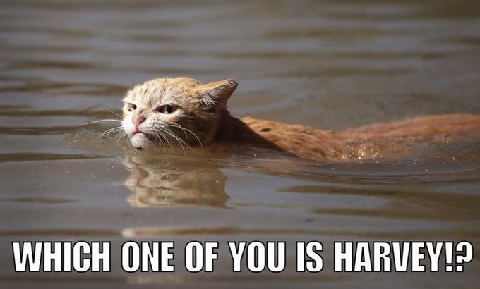 WHICH ONE OF YOU IS HARUEY!?