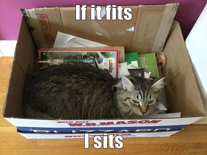 My dad's cat, Lily, just comfortably lounging in a cardboard box meant for recycling. She actually enjoys it quite a lot.