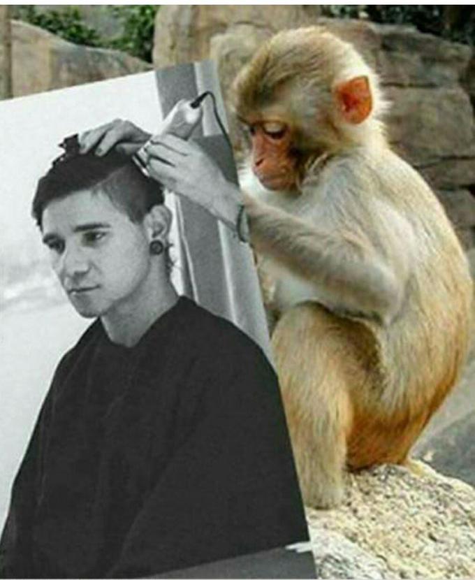 Reverse Monkey Haircut Know Your Meme   235  Large