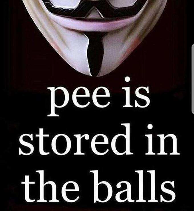 pee is stored irn the balls