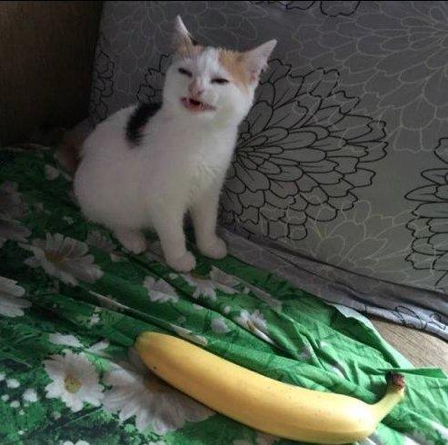 Angry cat no banana meme calico kitty hate yellow fruit - Angry