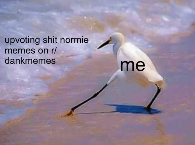 upvoting s--- normie memes on r/ dankmemes me