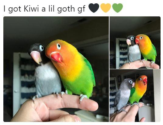 I got Kiwi a lil goth gf