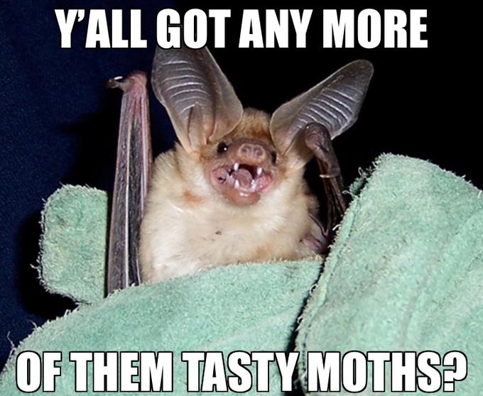 YALL GOT ANY MORE OF THEM TASTY MOTHSP