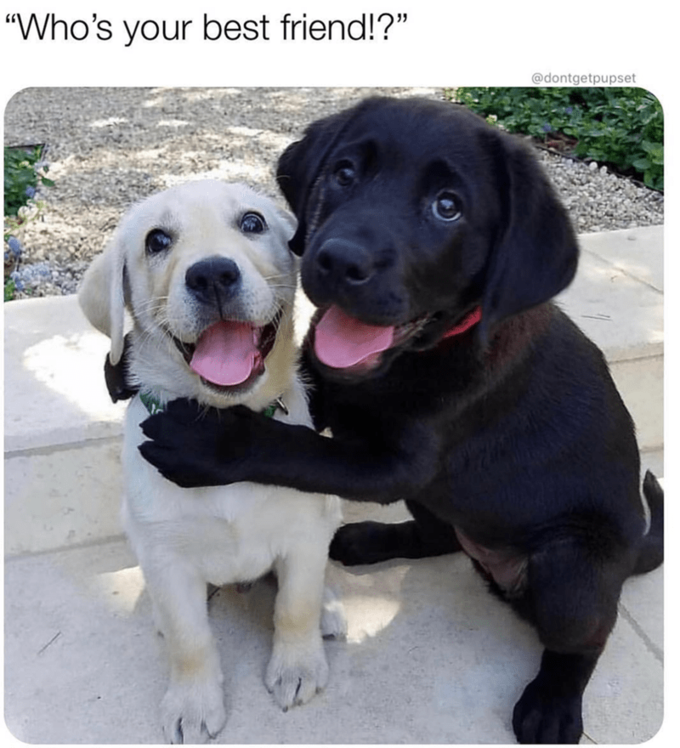 Best friends Dogs Know Your Meme