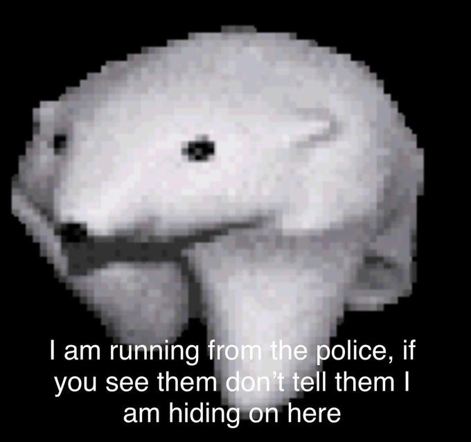 I am running from the police, if you see them don't tell them l am hiding on here