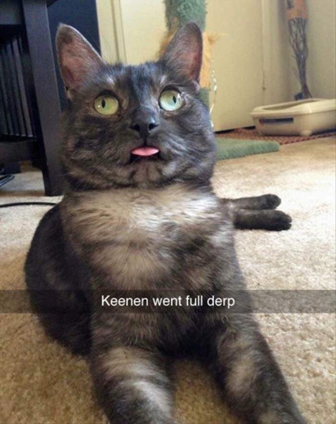 "Snapchat":/memes/sites/snapchat of a cat named Keenan making a classic "derp":/memes/derp face. This meme appeared as number 7 in a "44 Strange Memes and Pics...":https://cheezburger.com/7311109/44-strange-memes-and-pics-thatll-get-your-week-started-off-on-a-weird-note list on memebase.