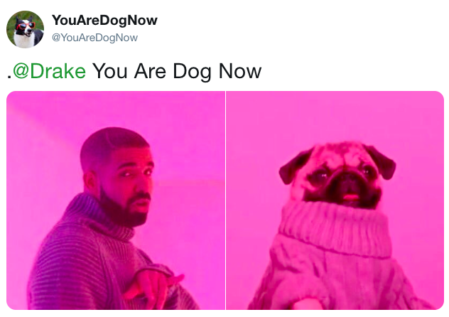 Drake Look Alike Animal Drake Look Alike Animal