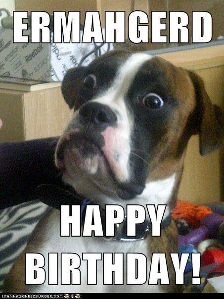 happy birthday funny boxer dog