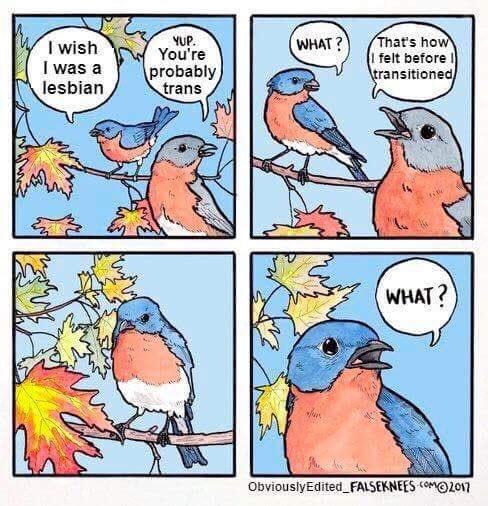 That's how felt before I transitioned YUP. You're probably trans I wish I was a lesbian WHAT? WHAT? ObviouslyEdited FALSEKNEESOMO201