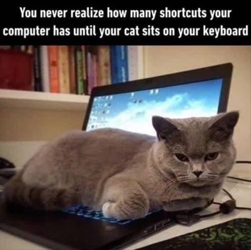 You never realize how many shortcuts your computer has until your cat sits on your keyboard