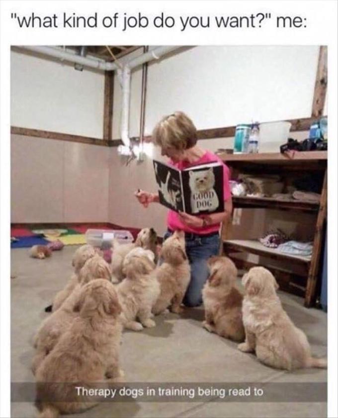 "what kind of job do you want?" me: COOD DOG Therapy dogs in training being read to