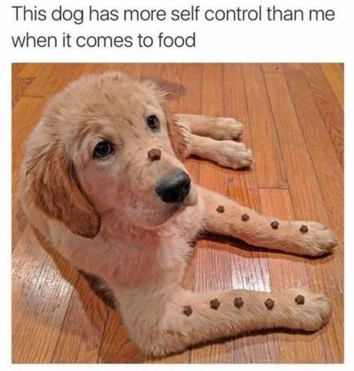 This dog has more self control than me when it comes to food